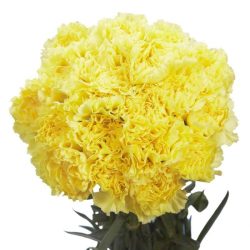 Carnations yellow carnation colors globalrose beautiful mean they stems fresh