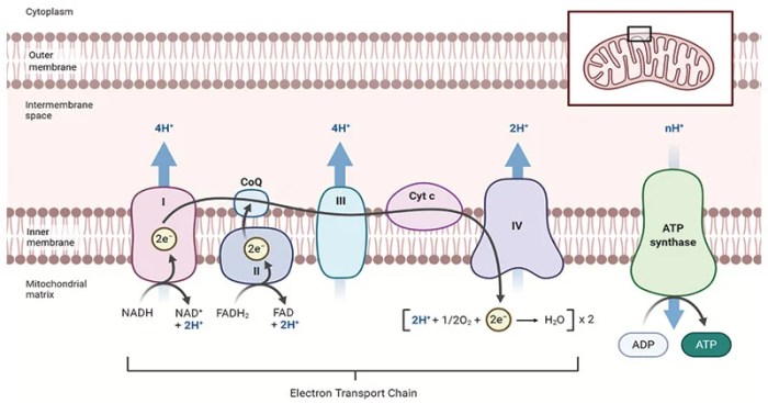 Classify the metabolic poisons as electron transport inhibitors